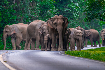 Wild elephants have large bodies, a large, fat body, and a long trunk. Elephants are herbivores.