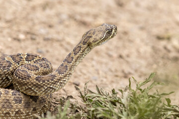 Fototapeta premium A wild prairie rattlesnake on a trail near the east slope of Colorado.