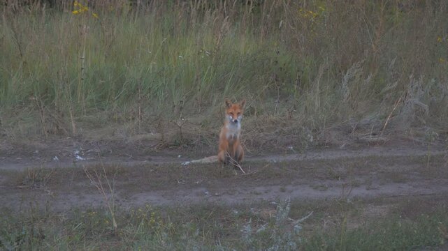 A wild fox sits at dusk on a country road