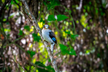 Obraz premium colorful bird Silver-breasted broadbill (Serilophus lunatus) build a nest. 