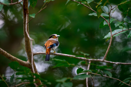 colorful bird Silver-breasted broadbill (Serilophus lunatus) build a nest. 