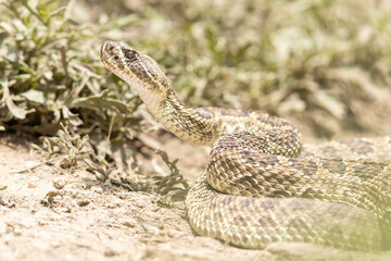 Obraz premium A wild prairie rattlesnake on a trail near the east slope of Colorado.