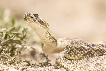 Fototapeta premium A wild prairie rattlesnake on a trail near the east slope of Colorado.
