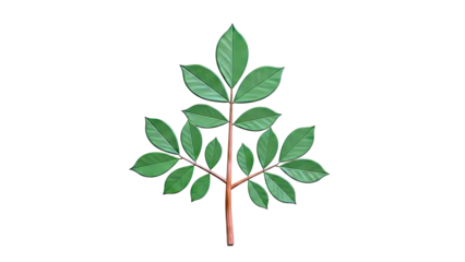 Green Leafy Branch on White Background