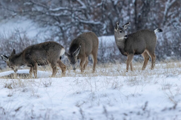 Obraz premium Wild mule deer grazing in a state park in Colorado.