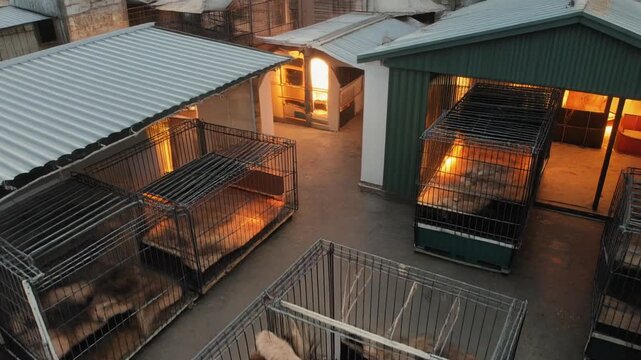 Dogs in cages at dog boarding facility with kennels and pet cages visible