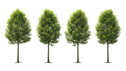 Four Green Deciduous Trees Isolated On Black Background