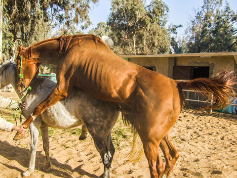 Mating a pair of horses brown male and gray white female in a staple, mammal sex making, big horse cock, animal fucking, Animal sexual arousal and excitement, Survival sexual instinct, Cairo Egypt