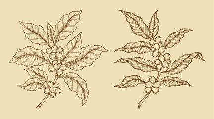 abstract illustration of coffee plants and coffee © MUHAMMAD DENNI