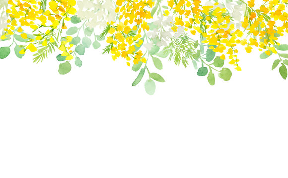 Abstract hand painted watercolor spring floral drop background with yellow mimosa flowers and eucalyptus for banner, web and wedding invitation. Vector file.