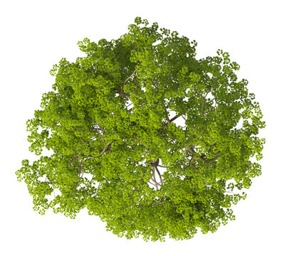 Single green tree isolated on transparent background. Large big tree with leaves isolated on transparent background. Tree isolated on white background. Isolated ornamental tree PNG. Tulip tree PNG.
