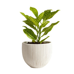 Plant with veined leaves in a ribbed, rounded white pot on black background
