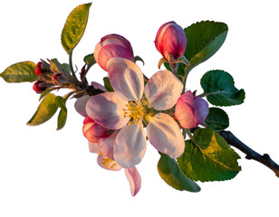 Naklejka premium Apple Blossom Flower Buds Branch Green Leaves Black Background bloom flowering