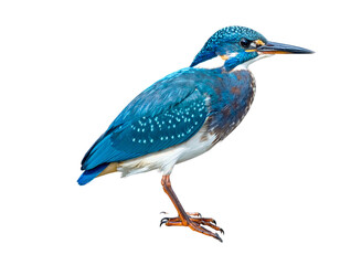 Obraz premium Blue and brown kingfisher bird perched on black background white