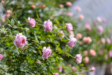 Pink Rose Bush in Bloom at Garden Nursery