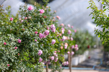Pink Rose Bush in Bloom at Garden Nursery