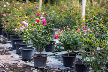 Potted Rose Plants in Nursery Garden for Commercial Cultivation