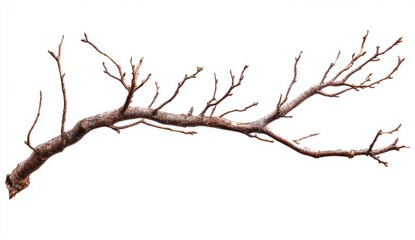 Fototapeta premium Dry Branch with Twisted Twigs and Natural Texture for Artistic and Nature Inspired Photography Projects