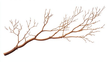 Obraz premium Detailed Close-Up of an Artistic Tree Branch with Twisting Limbs Isolated on White Background for Nature Concepts
