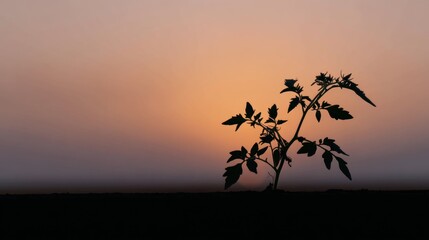 Silhouette of a plant with leaves and flowers against a backdrop of a beautiful sunset. the sky is a gradient of orange and pink hues, with the sun setting in the distance.