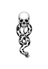 frog on white background