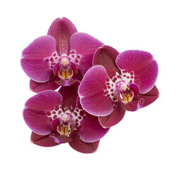 Stunning Purple Orchid, a Vibrant Flower and Exotic Bloom, showcasing Floral Beauty against a clean White Background. Perfect for nature, botanical, and decorative themes.