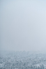 Fog Shrouds a Snowy Winter Forest Landscape