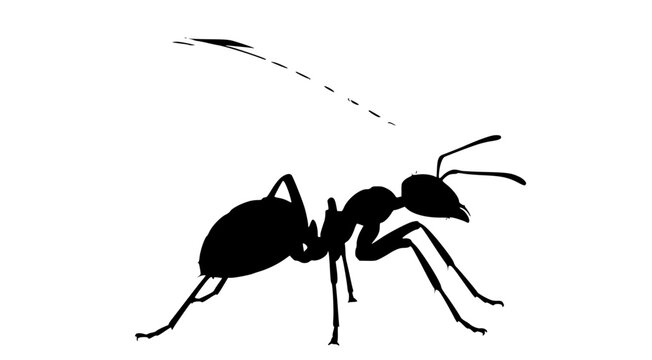 an abstract image of a black ant on a illustration, abstract, ant, black, illustration, image, silhouette, white, against transparent background