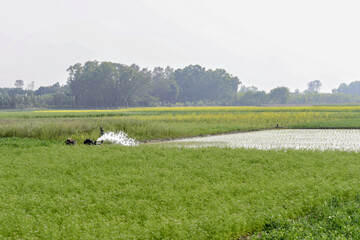 freshwater splash from irrigation pump watering green agricultural field, showing rural farming activity and crop cultivation in countryside