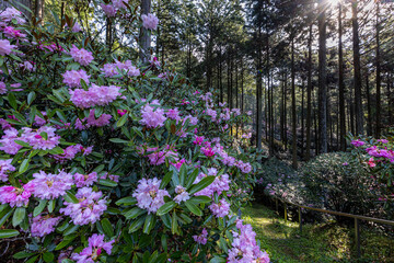 弁財天石楠花の丘