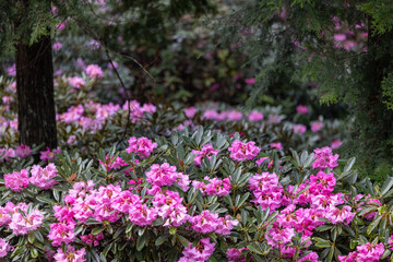 弁財天石楠花の丘