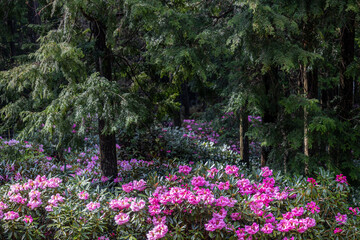 弁財天石楠花の丘