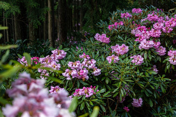 弁財天石楠花の丘