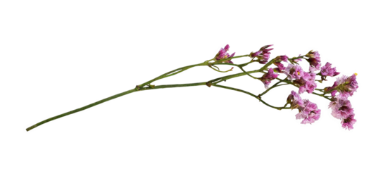 Closeup of small pink statice flowers on green stems. Isolated on white background, showcasing delicate petals and natural botanical details, ideal for floral design and nature themes.