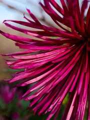 Vibrant pink chrysanthemum flowers in close-up, with delicate long petals and soft natural light. Beautiful autumn garden bloom, floral background with shallow depth of field.