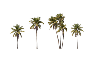 Five coconut palm trees displayed against a clean white background, showcasing their tropical foliage and slender trunks. Ideal for nature and botanical themes.