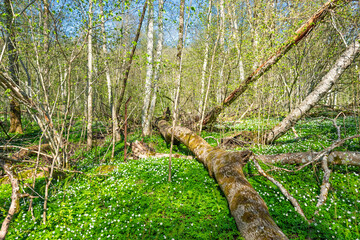 Budding deciduous forest a sunny spring day