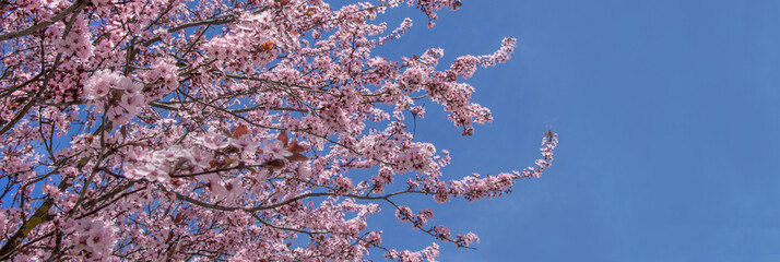 beautiful pink flowers on branches of cherry tree blooming at springtime on the blue sky background.