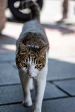 Cat Walking Toward the Camera on Street. 