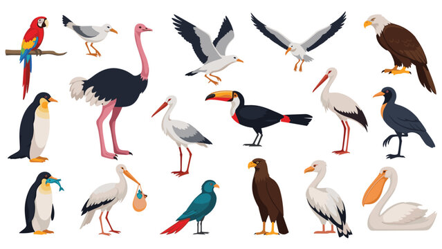 Large collection of different bird species including a colorful parrot penguin ostrich eagle and several common water birds.