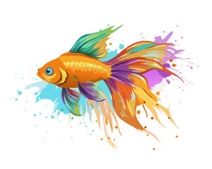 A golden orange pet goldfish with a flowing fin and tail swims in clear blue aqua water inside a glass aquarium isolated on a white background with small bubbles