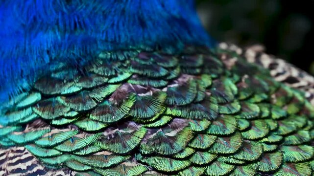 Peacock Feather Extreme Close-Up in Bukhara, Uzbekistan