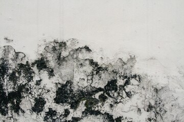 White wall covered with moss, background texture concept, copy space