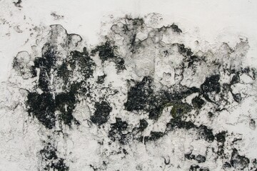 White wall covered with moss, background texture concept, copy space