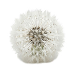 Fototapeta premium Dandelion Seed Head Isolated Black Background