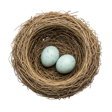 Bird Nest Two Blue Eggs