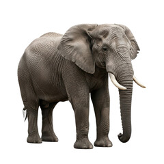 Obraz premium Elephant Isolated Black Background Majestic Animal