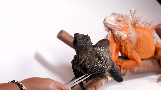 Black Hydrosaurus and Orange Iguana Being Fed with Metal Tongs