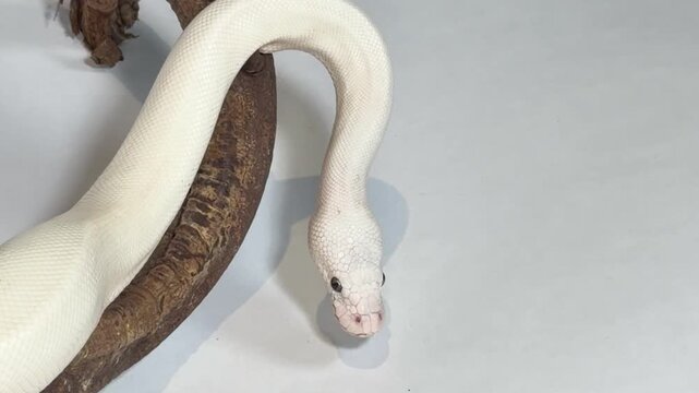 Leucistic Ball Python Slithering Over a Dark Wood Branch