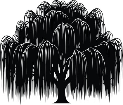 Weeping willow tree silhouette Vector